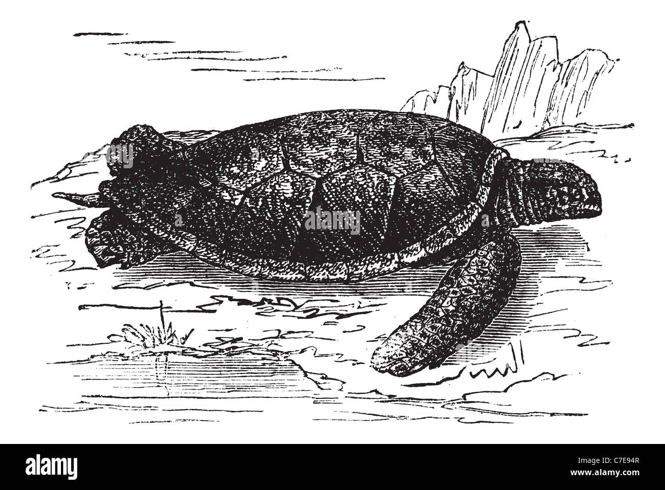 Green Sea Turtle oder Chelonia Mydas, graviert Vintage Illustration. Trousset Enzyklopädie (1886-1891). Stockfoto