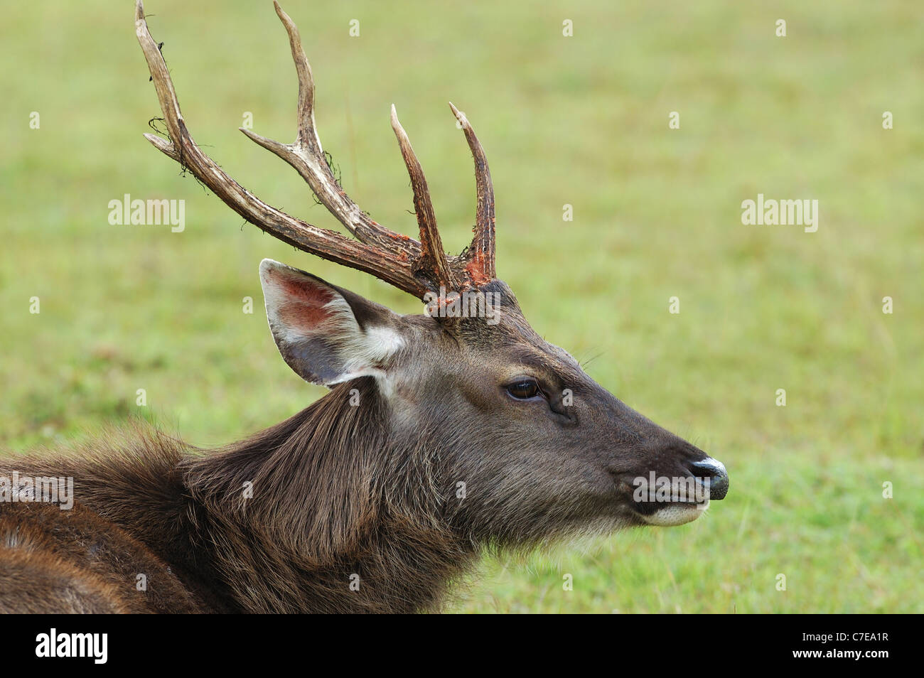 Männliche Sambar Deer im Nationalpark Khao Yai, Thailand. Stockfoto