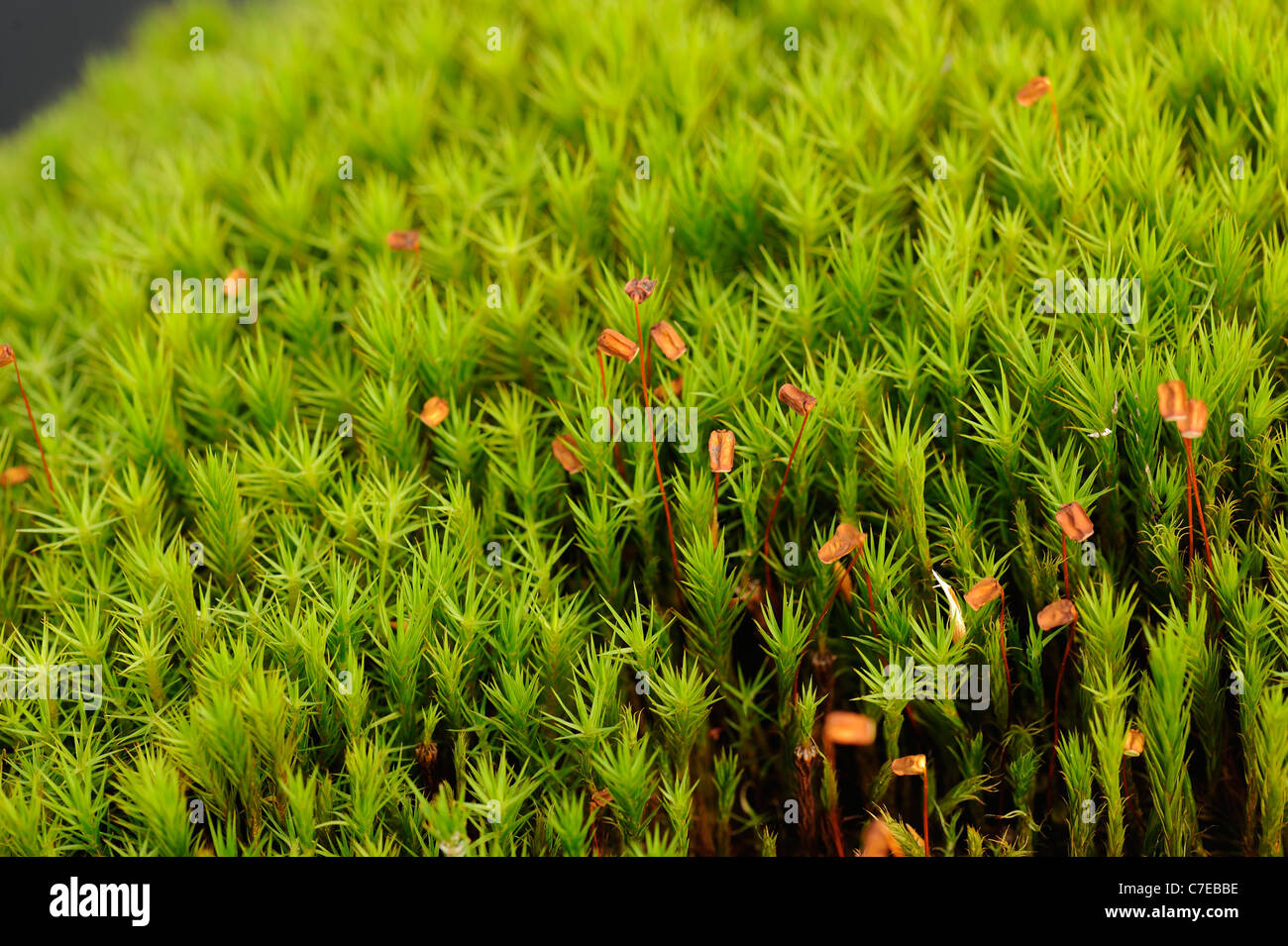 Gemeinsamen Haircap Moos, Polytrichum Kommune, Kapseln Stockfoto