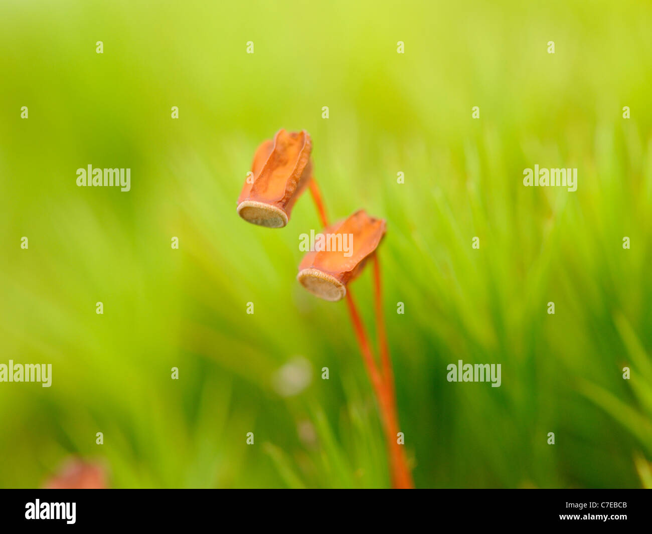 Gemeinsamen Haircap Moss, Polytrichum Kommune, Kapsel Stockfoto