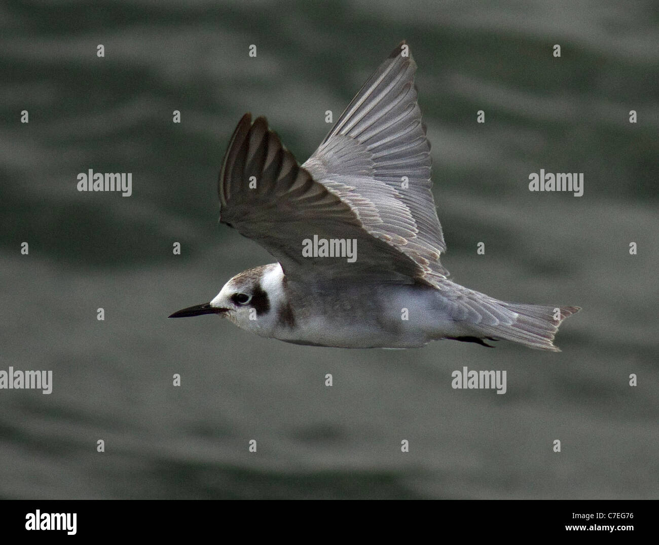 ORNITHOLOGISCHE REKORD UND EINE 1. FÜR LINCOLNSHIRE.  AMERIKANISCHE schwarze SEESCHWALBE-Chlidonias Niger surinamensis Stockfoto