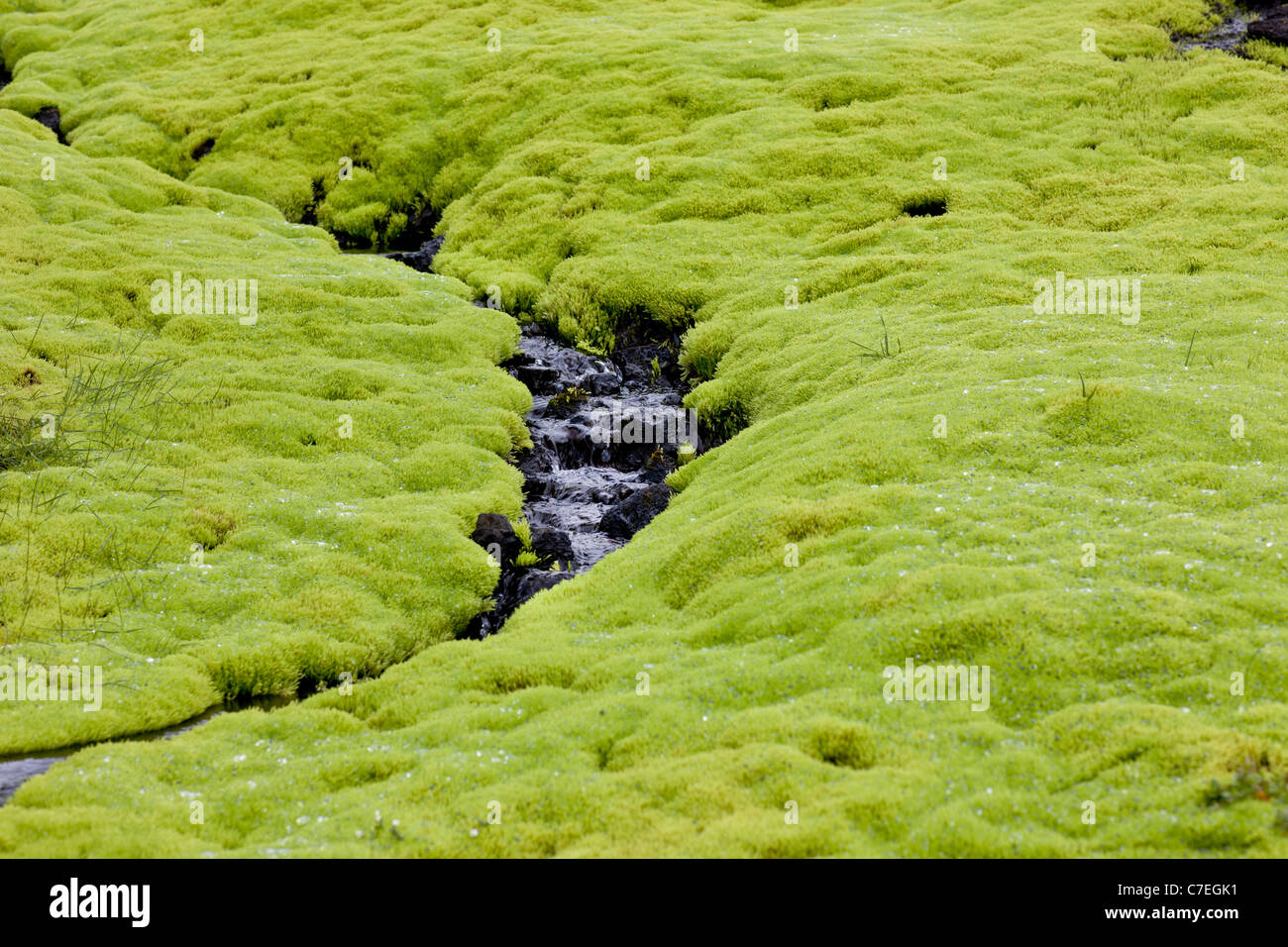 Grünes Moos am Fjallabaksleid Nyrdri, Hochland von Island Stockfoto