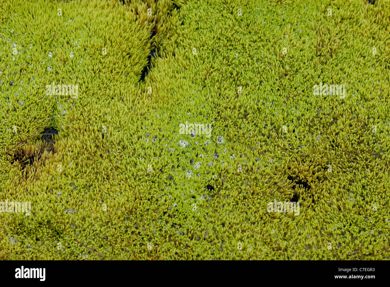 Moos am Fjallabaksleid Nyrdri, Hochland von Island - grün Stockfoto