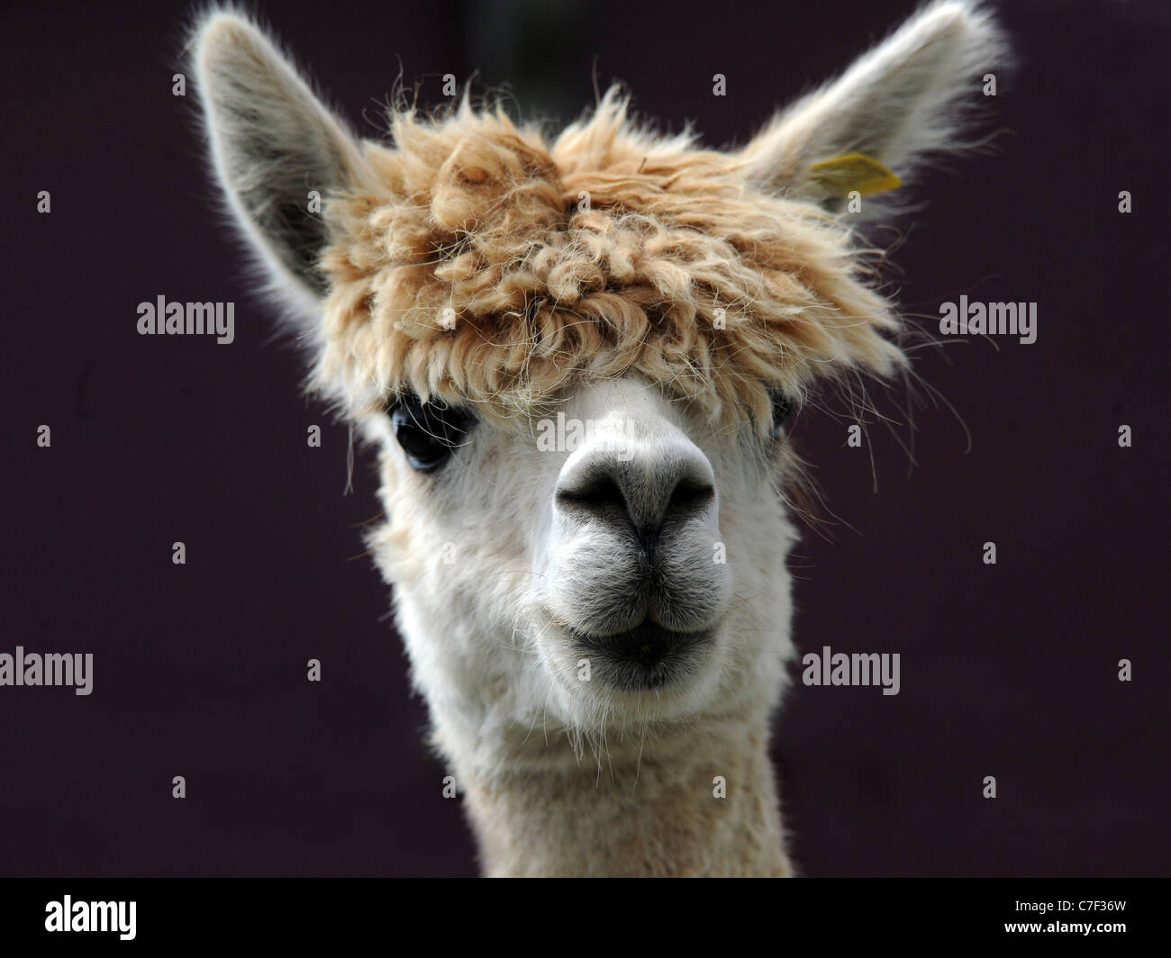 Ein Porträt von ein Alpaka mit einer großen Franse Stockfoto