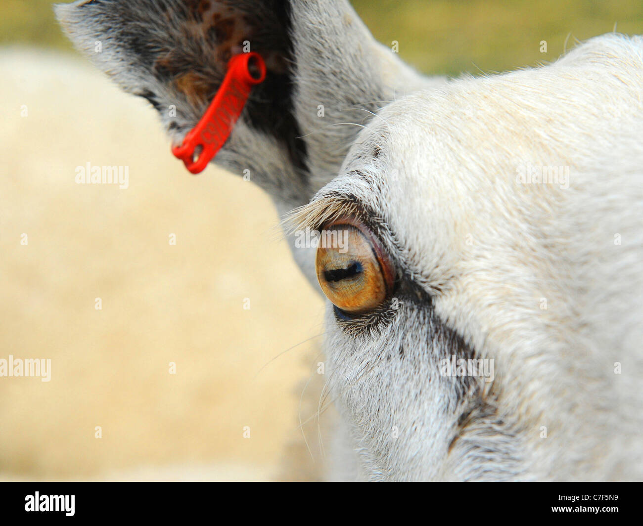 Eine Nahaufnahme des Auges ein Schaf Stockfotografie Alamy