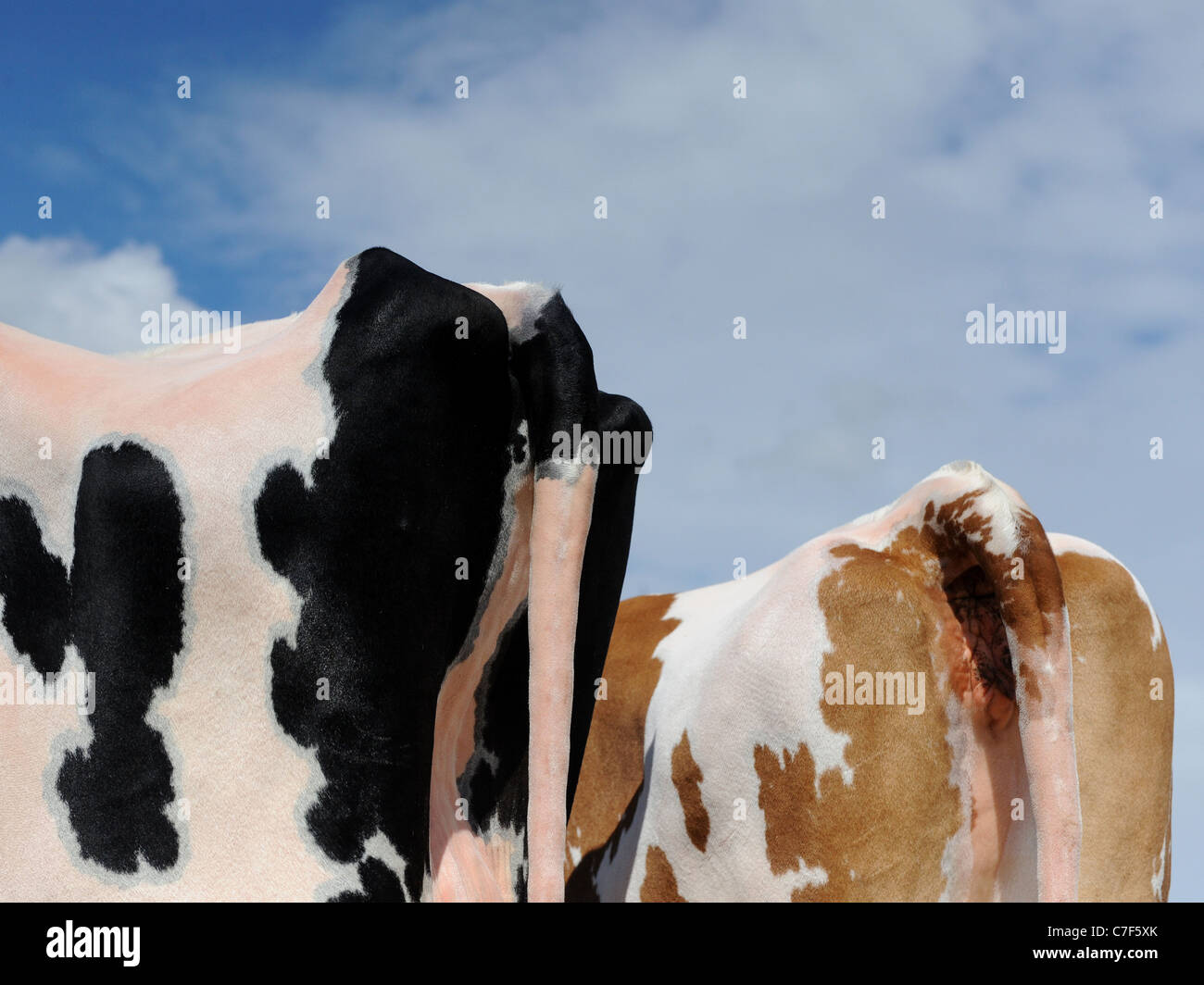 Eine Grafik von der Rückseite von zwei Kühen Stockfoto