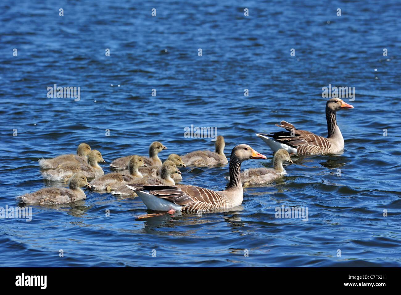 Graugans Gänse (Anser Anser) paar Schwimmen mit Gänsel im Frühjahr, die Niederlande Stockfoto