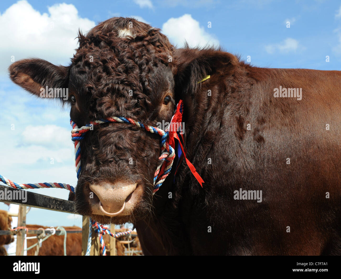 Ein preisgekröntes Champion kurze Horn bull Stockfoto