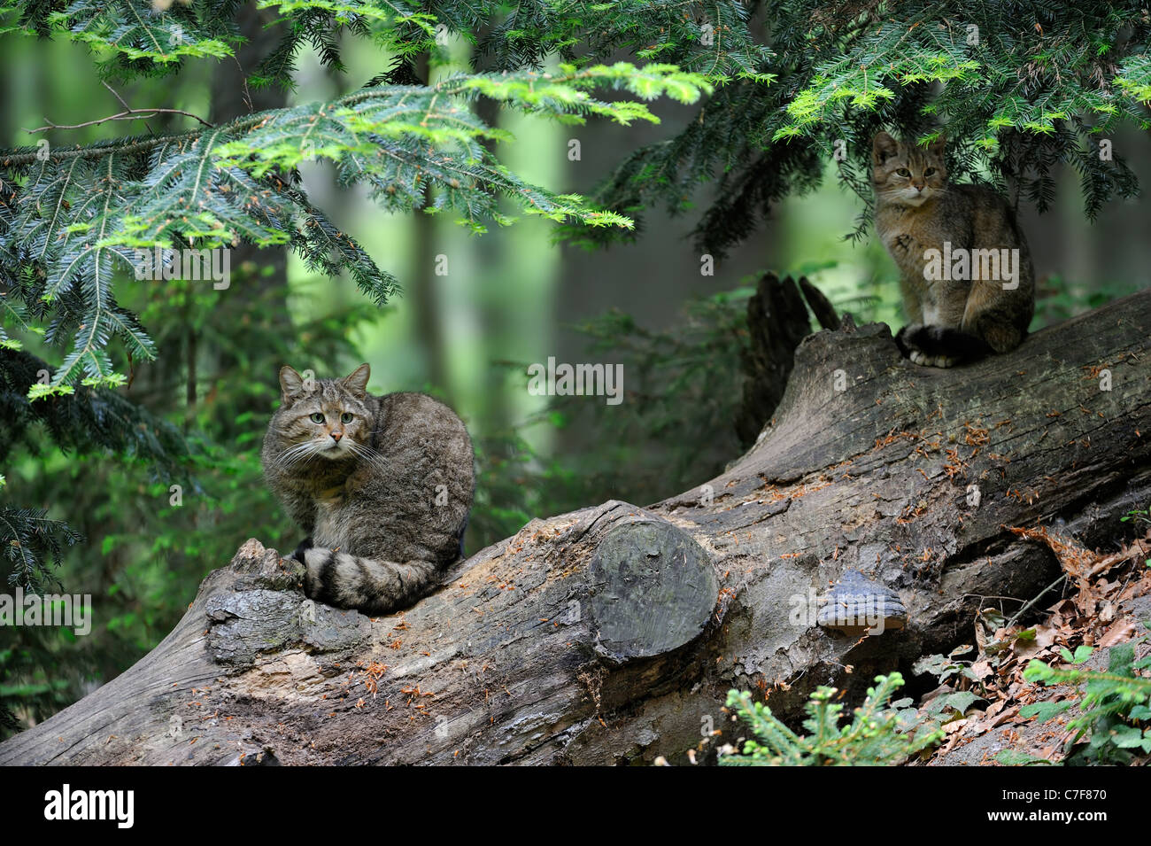 Wildkatze (Felis Silvestris) sitzen an gefallenen Baumstamm im Wald, Bayerischer Wald, Deutschland Stockfoto