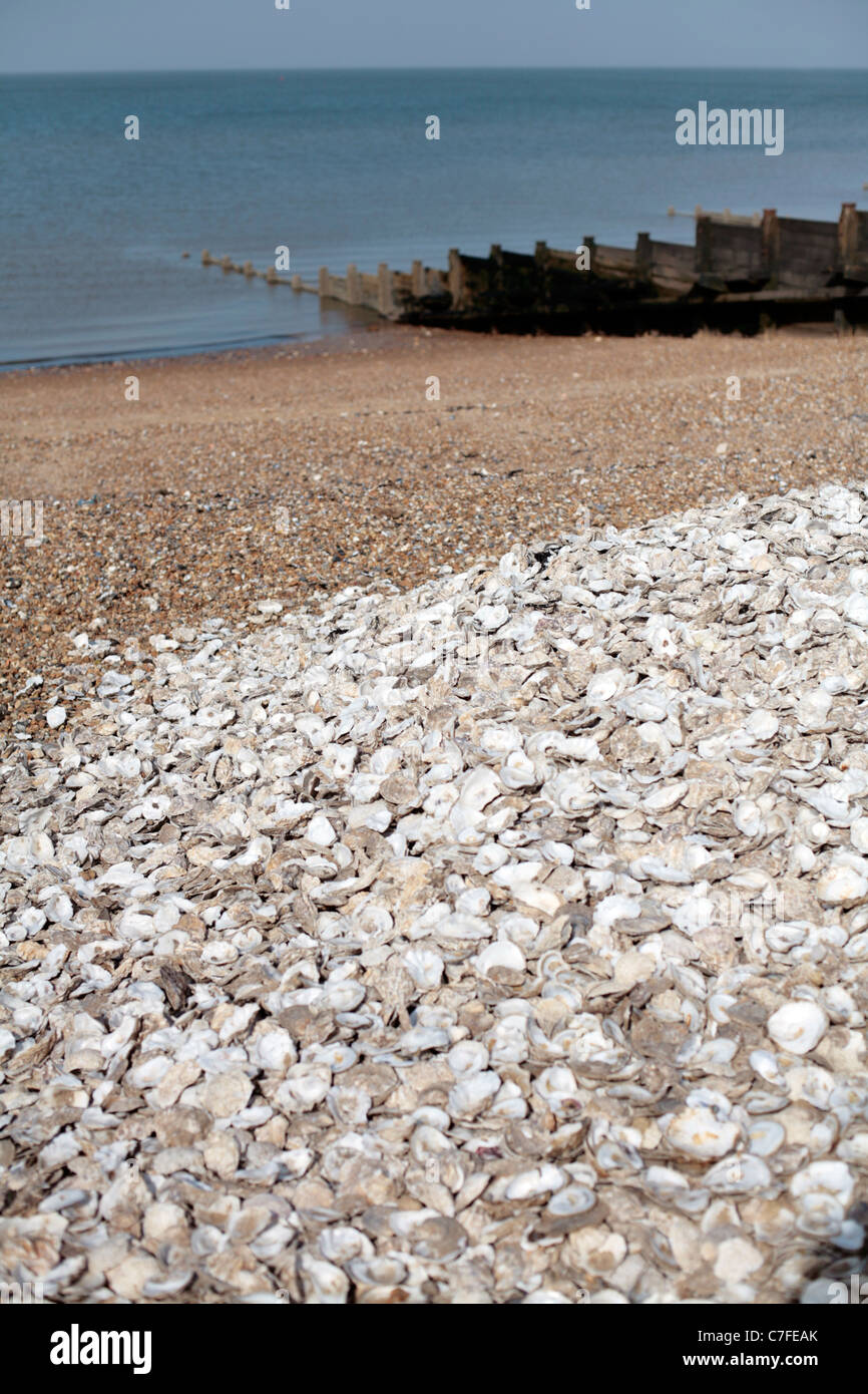 Haufen von Austernschalen am Strand in Whitstable, Großbritannien. Stockfoto