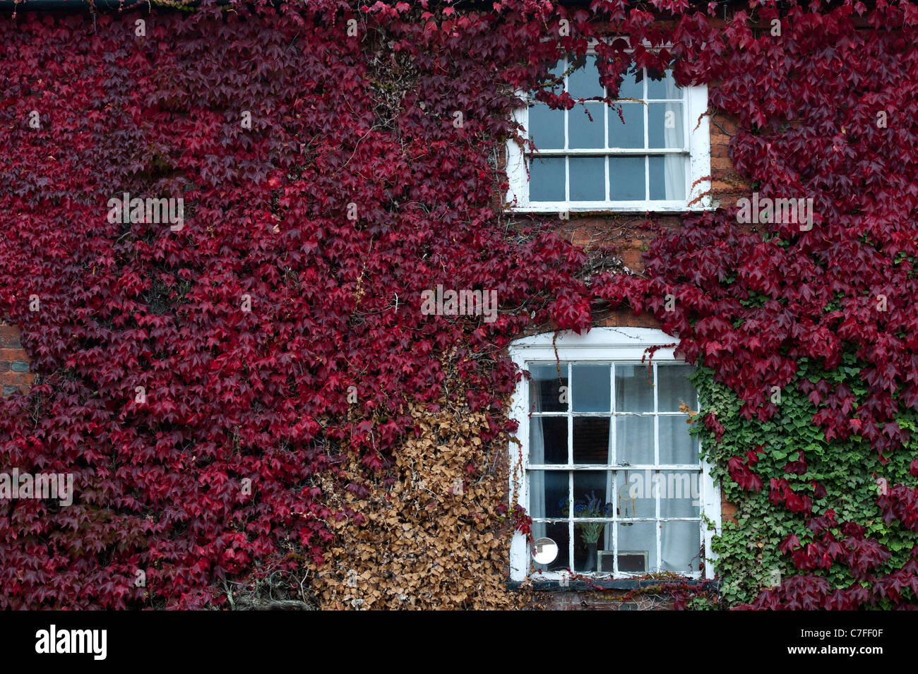 Rot Efeu bedeckt Haus. Winslow, Buckinghamshire, England Stockfoto