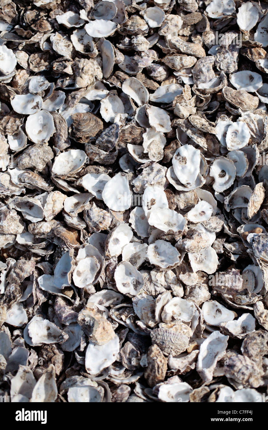 Haufen von Austernschalen am Strand in Whitstable, Großbritannien. Stockfoto