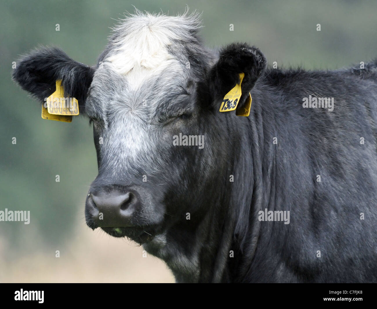 Eine schwarze und graue Kuh mit seinen geschlossenen Augen Stockfoto