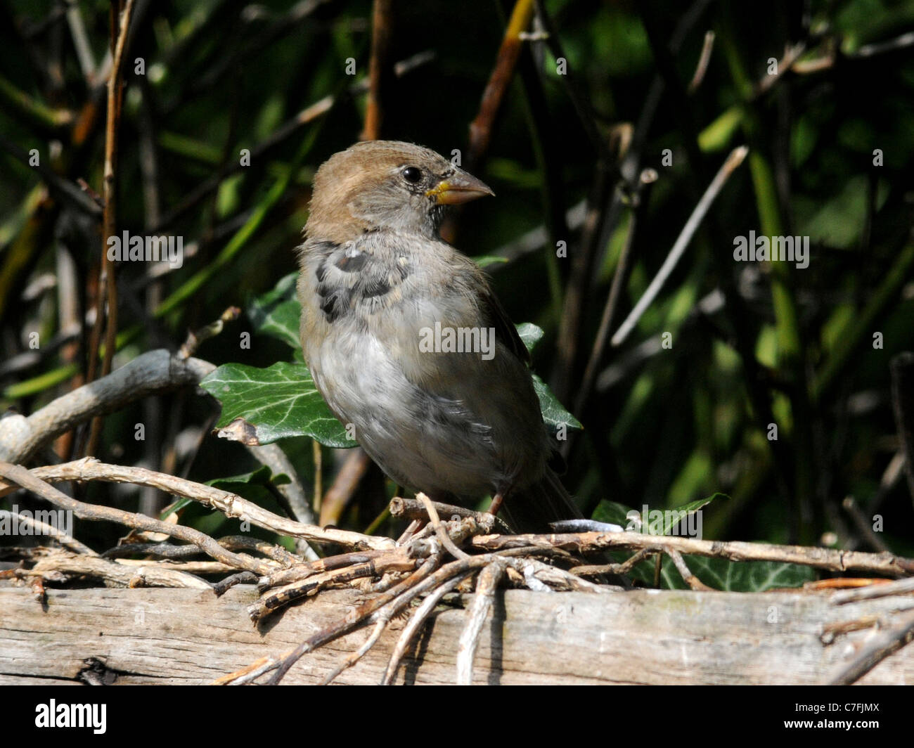 Eine junge Haussperling sitzt auf einem Zaun, beginnt, ein Nest zu bauen. Stockfoto