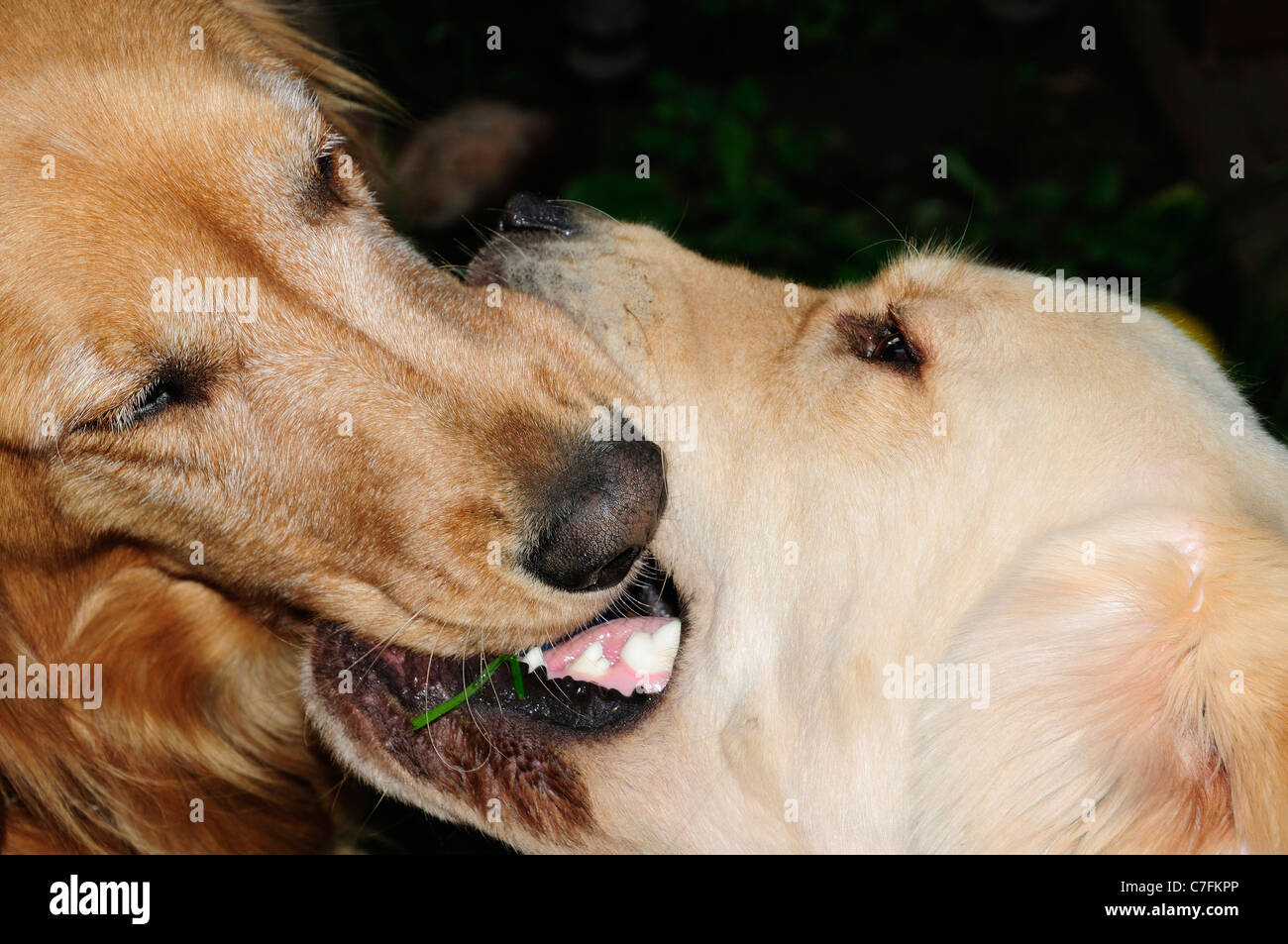 Amerikanisch und Britisch-Art Golden Retriever Ringen um die Kontrolle über den Ball. Stockfoto