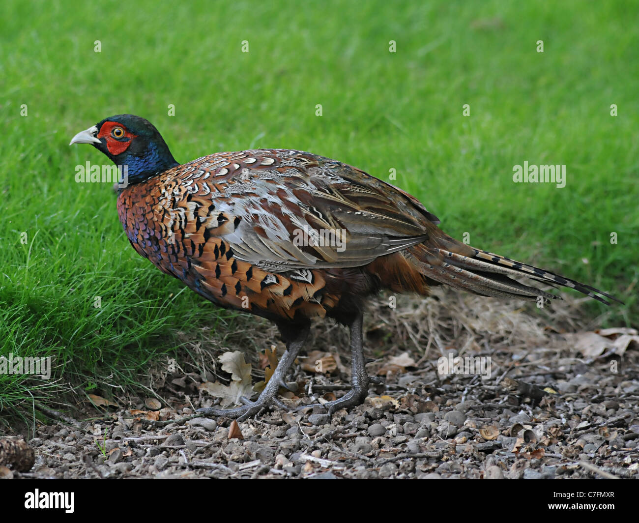 Ein Fasan stehen einige Rasen Stockfoto