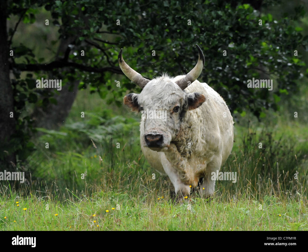 Die wilden Rinder Chillingham, Northumberland sind eine vom Aussterben bedrohte Rinderrasse. Stockfoto