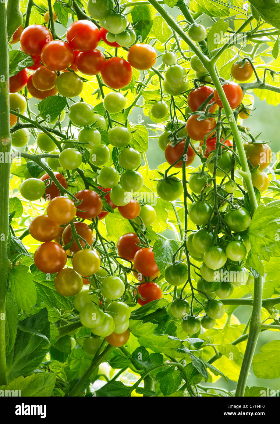 Tomaten Tomaten Pflanze frisch wachsenden grünen Blatt Blätter Plantage Plantage Garten Gartenarbeit voll hell wachsen Früchte viele viel Stockfoto