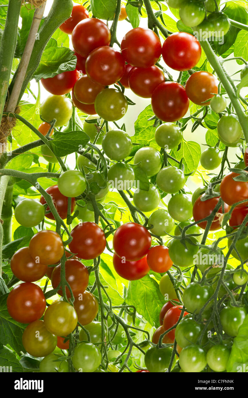 Tomaten Tomaten Pflanze frisch wachsenden grünen Blatt Blätter Plantage Plantage Garten Gartenarbeit voll hell wachsen Früchte viele viel Stockfoto