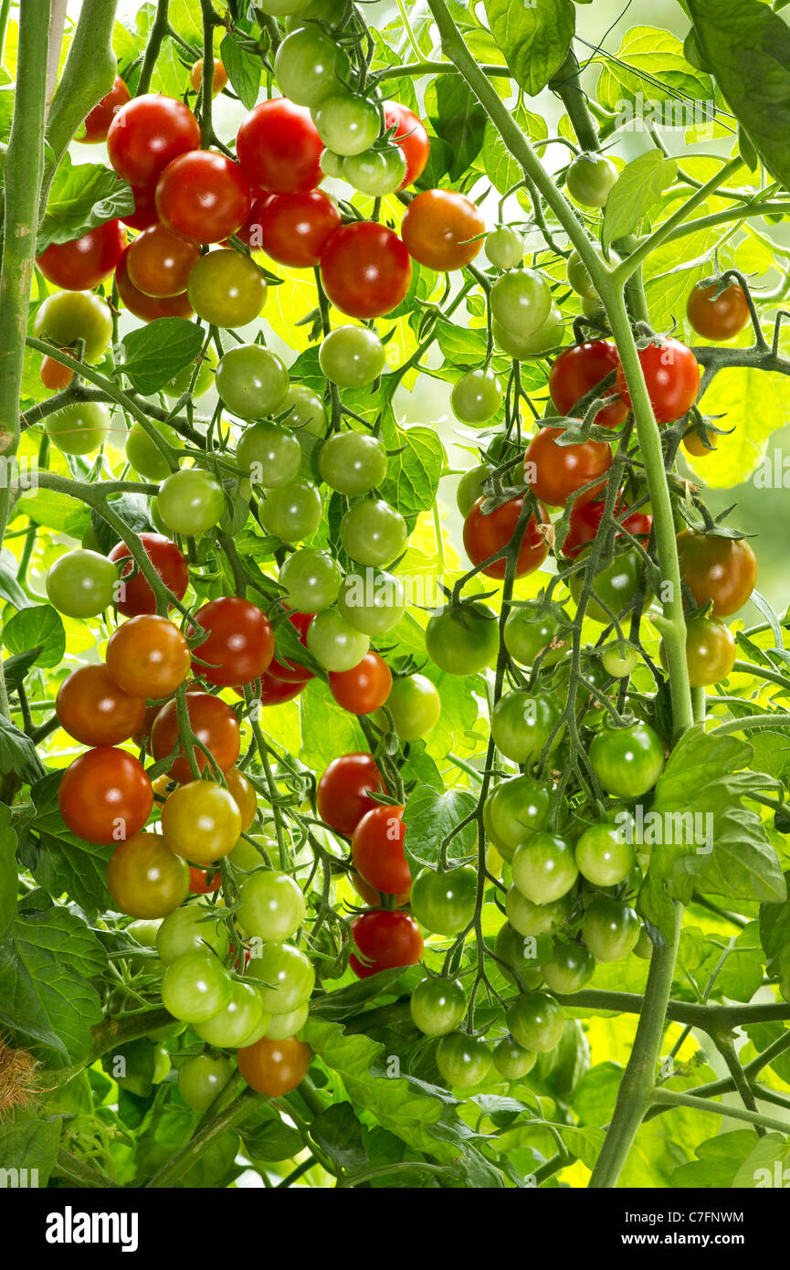 Tomaten Tomaten Pflanze frisch wachsenden grünen Blatt Blätter Plantage Plantage Garten Gartenarbeit voll hell wachsen Früchte viele viel Stockfoto