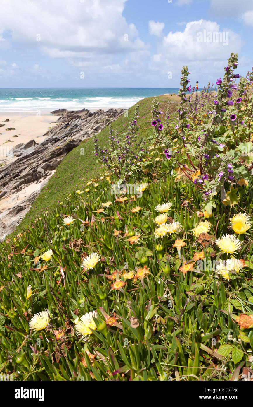 Mesembryanthemum (Livingstone Daisy) wächst auf der Klippe am Fistral Bay, Newquay, Cornwall Stockfoto