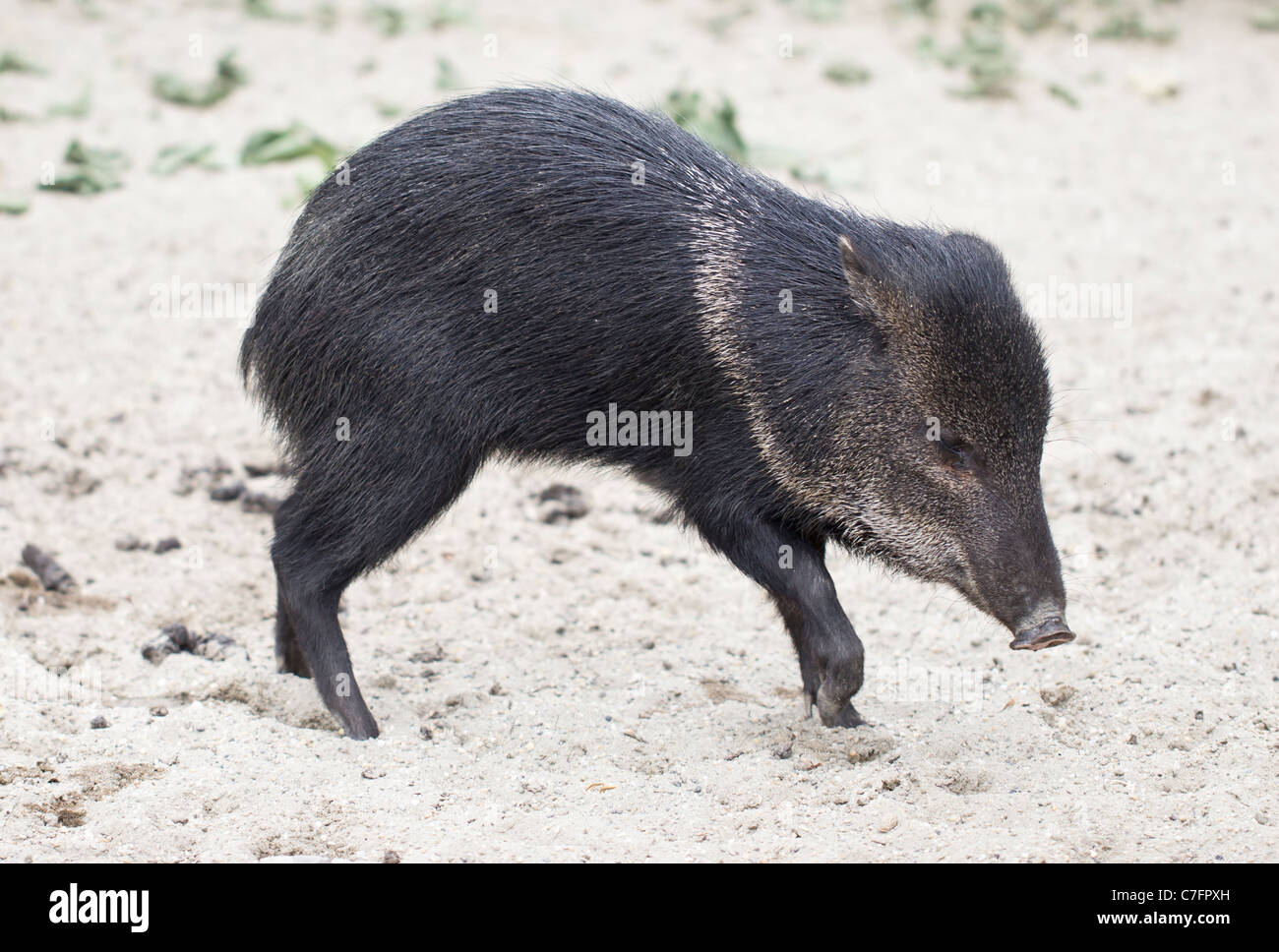 Wildschwein Stockfoto