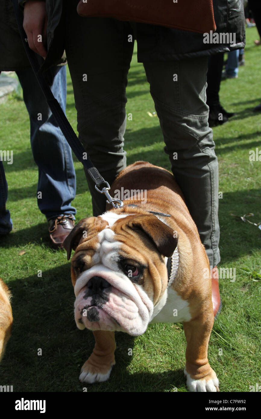 Bulldog Pup-Hilfe 2011 am Stanmer Park in Brighton gehalten, für Welpen, die Landwirtschaft zu sensibilisieren. Stockfoto