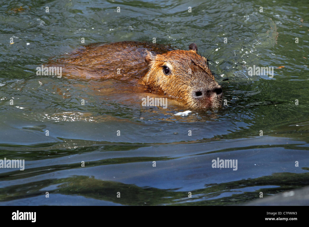 Ein Capybara, Hydrochoerus Hydrochaeris, schwimmen. Turtleback Zoo, West Orange, New Jersey, USA. Stockfoto