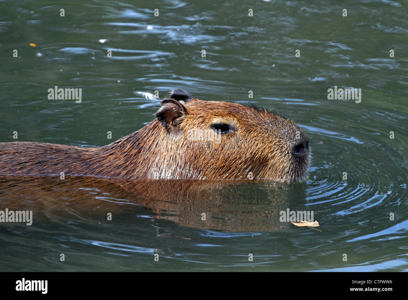 Ein Capybara, Hydrochoerus Hydrochaeris, schwimmen auf der rechten Seite. Turtleback Zoo, West Orange, New Jersey, USA Stockfoto