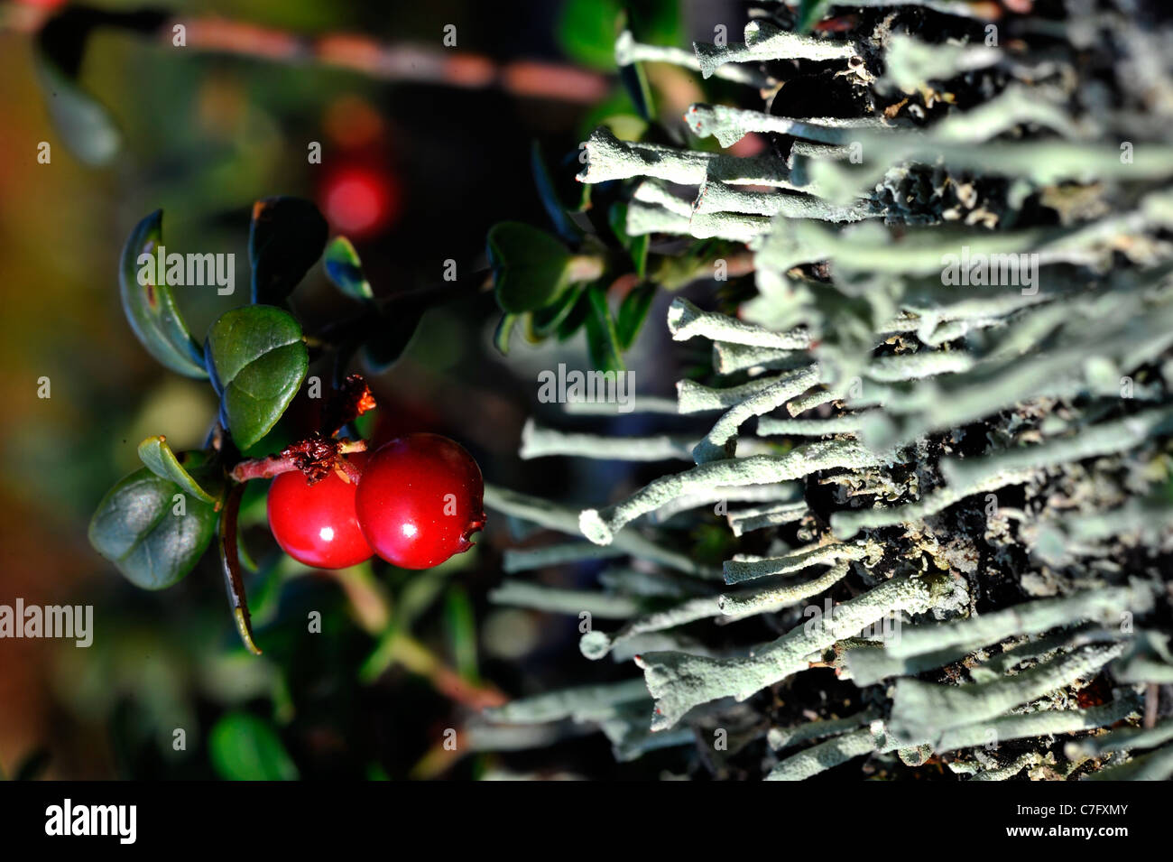 Beeren der Preiselbeere. Leuchtend rote Beeren von einer Preiselbeere wachsen in Moos. Stockfoto