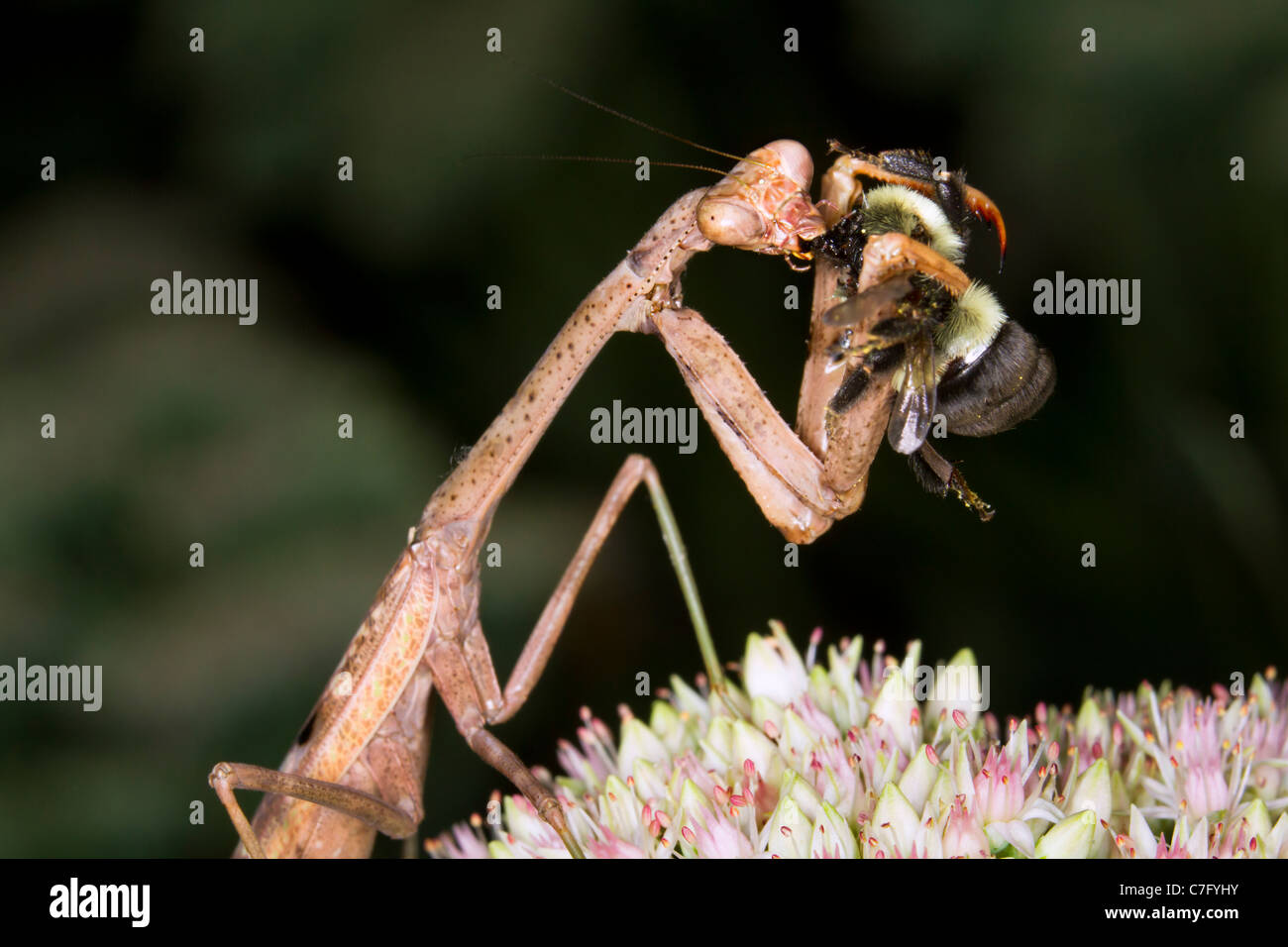 Carolina mantis (Stagmomantis carolina), der eine Hummel isst. Stockfoto