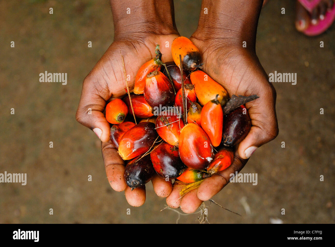 Früchte der Ölpalme oder Dendê Elaeis Guineensis São Tomé und Príncipe Afrika Gattungsname leitet sich aus dem griechischen für Öl Elaion. Stockfoto