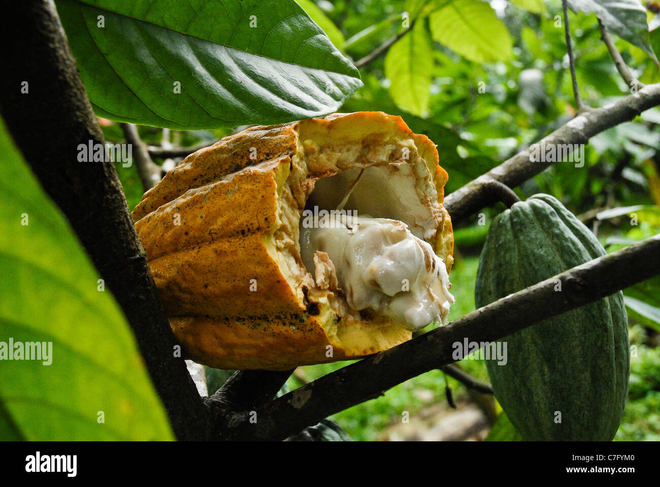 Kakaobohnen in einer frisch geschnittenen Kakaopode. Sao Tome und Principe, Afrika. Stockfoto
