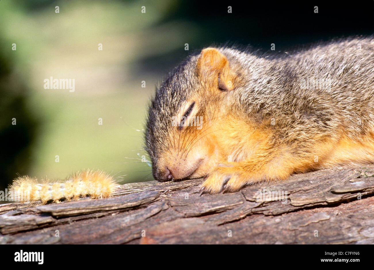 Baby Eastern fox Squirrel, sciurus Niger, schlafen auf einem Zweig in der Nähe von Nest und wird von einem gelben Woolly Caterpillar angefahren. Stockfoto