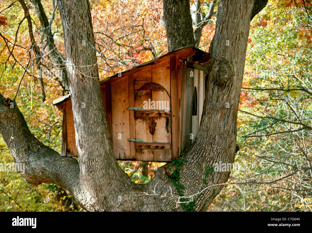 Baumhaus mit Rundbogen sitzen im Wappen der großen Eiche im Herbst mit Leiter für Privatsphäre, Missouri USA hochgezogen Stockfoto