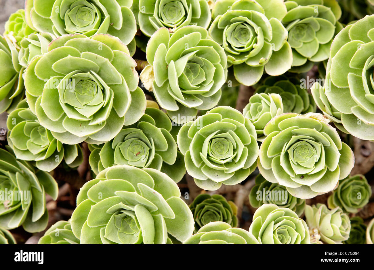 Aeonium Pflanze Cornwall England UK Stockfoto