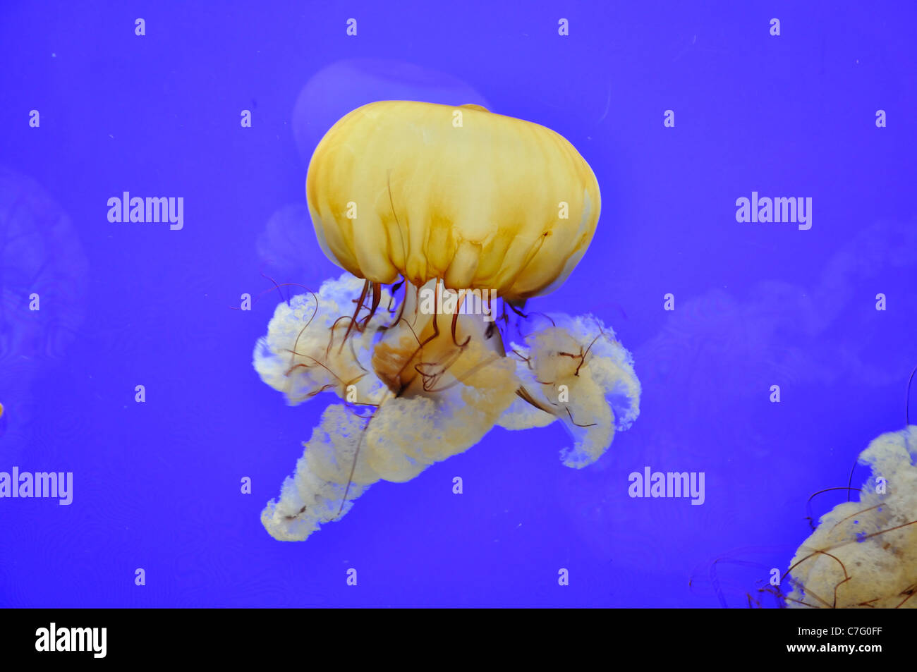 Quallen an der Oregon coast Aquarium Stockfoto