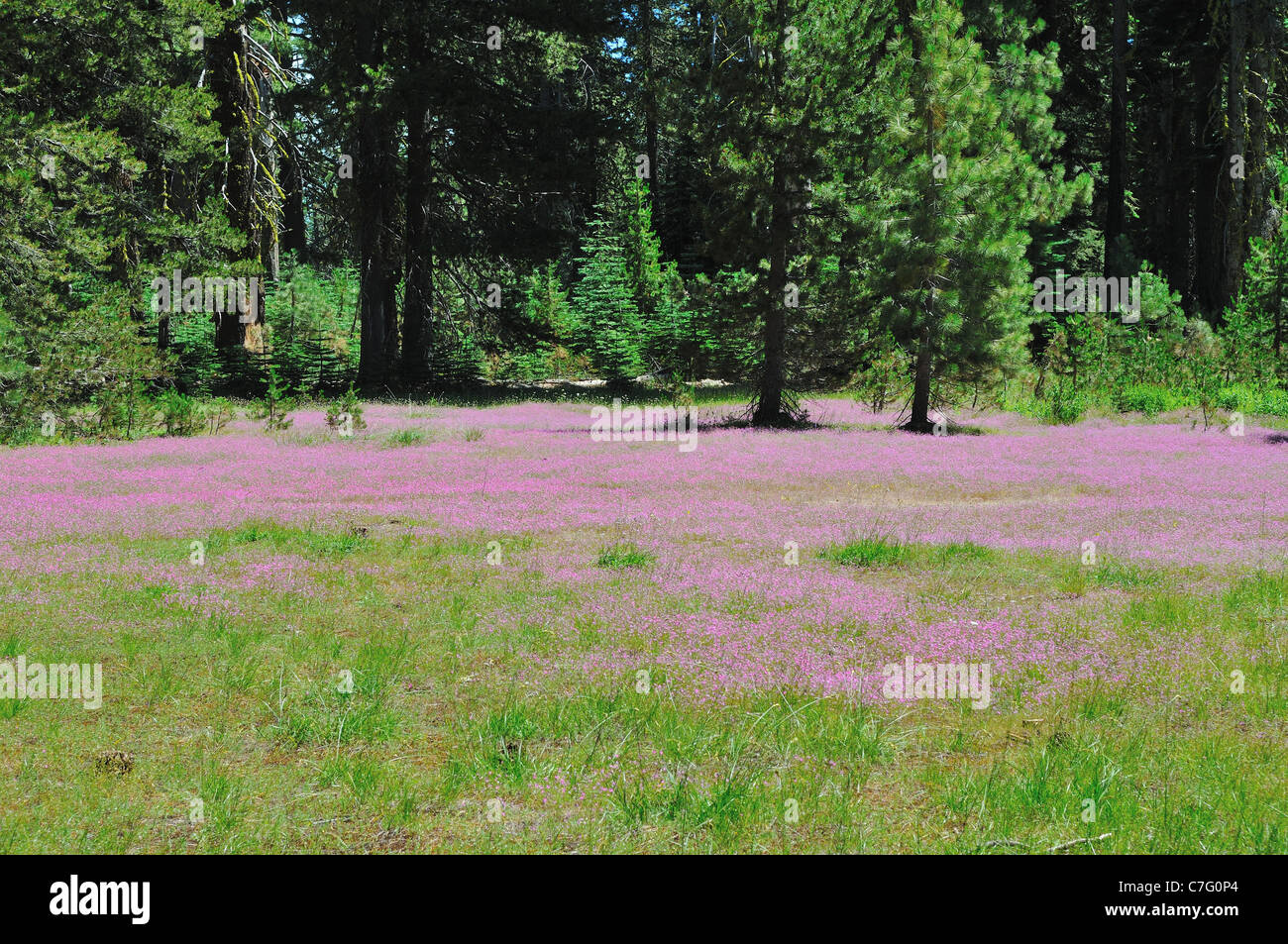 Kleine rosa Wildblumen bedecken Wiese. Yosemite Nationalpark, Kalifornien, USA. Stockfoto