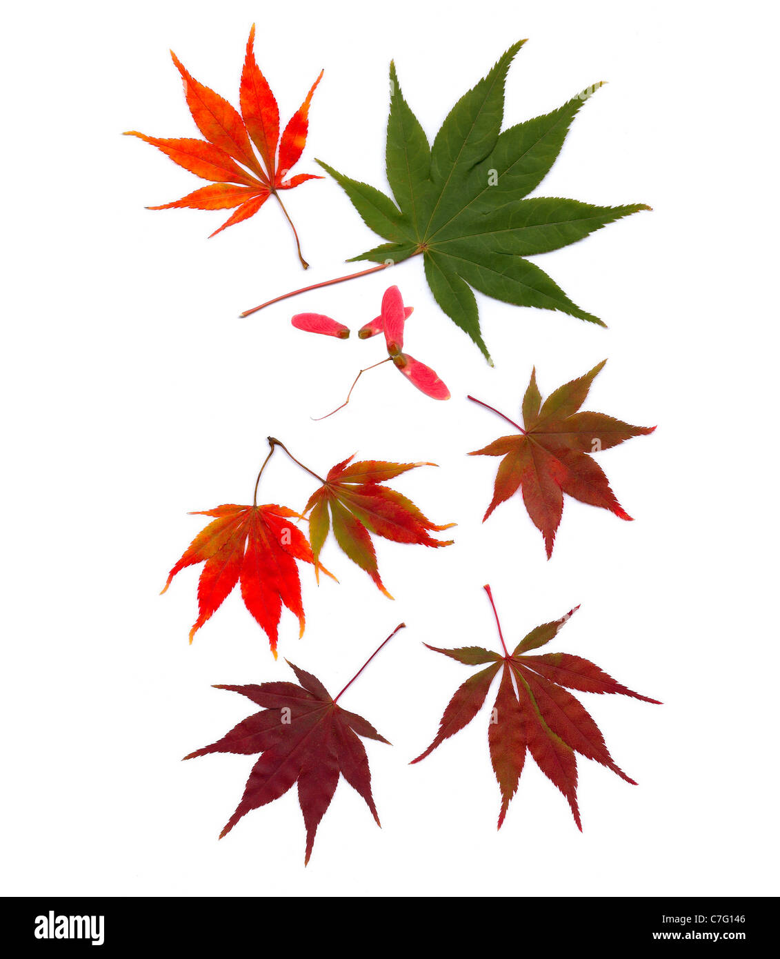 Japanischer Ahorn Blätter Acer palmatum Herbst Farben Blattsaatgut Schoten Wirbelsägen Ausschnitte isoliert auf weißen natürlichen Grafik-Design-Ressourcen Stockfoto