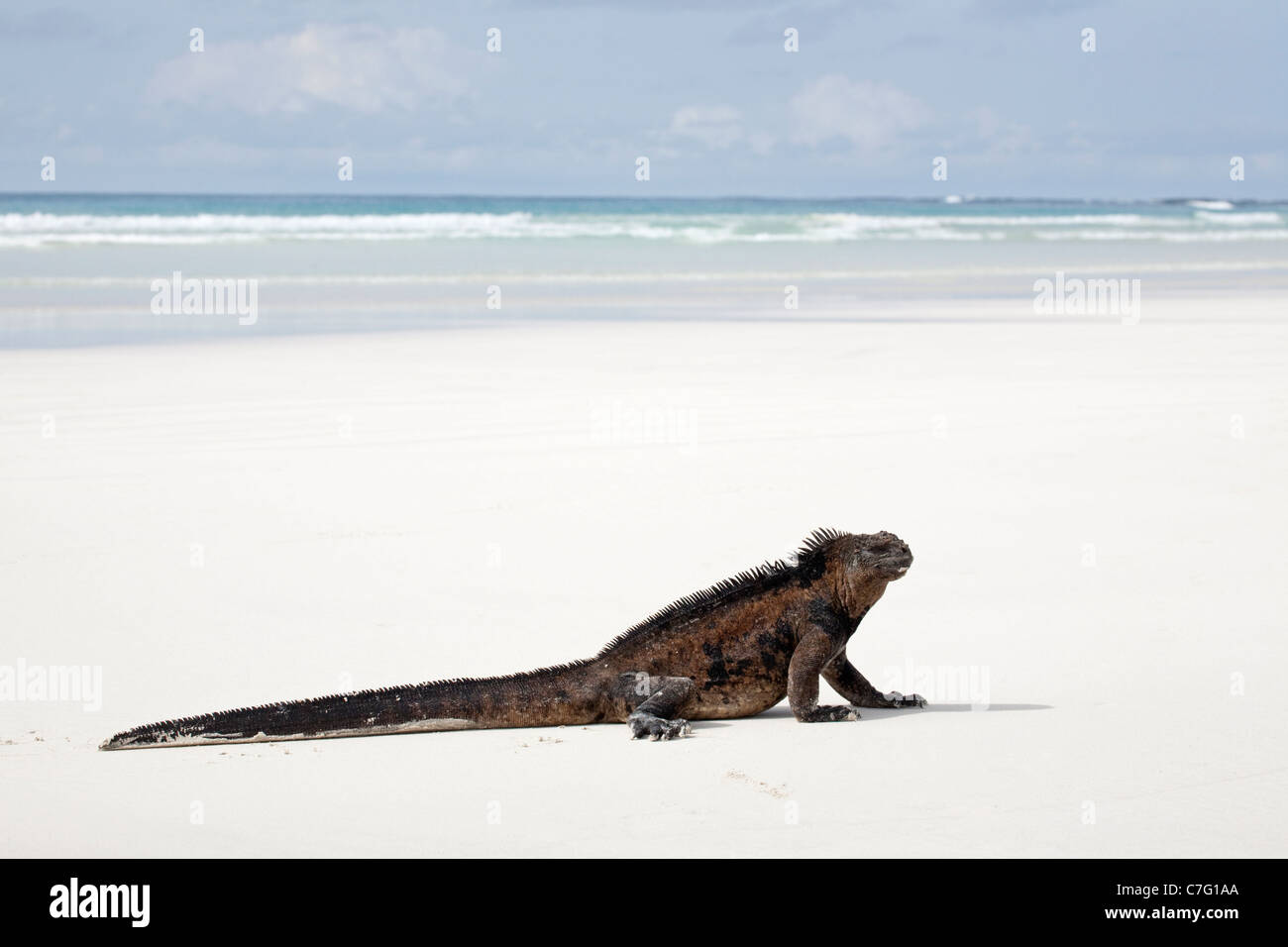 Sonnenbaden in Iguana an einem Sandstrand auf der Insel Santa Cruz auf den Galapagos-Inseln. Amblyrhynchus cristatus Stockfoto