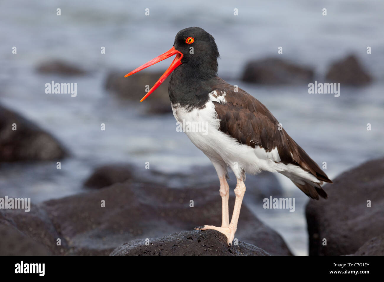 Amerikanischer Austernfischer (Haematopus Palliatus) Berufung Stockfoto