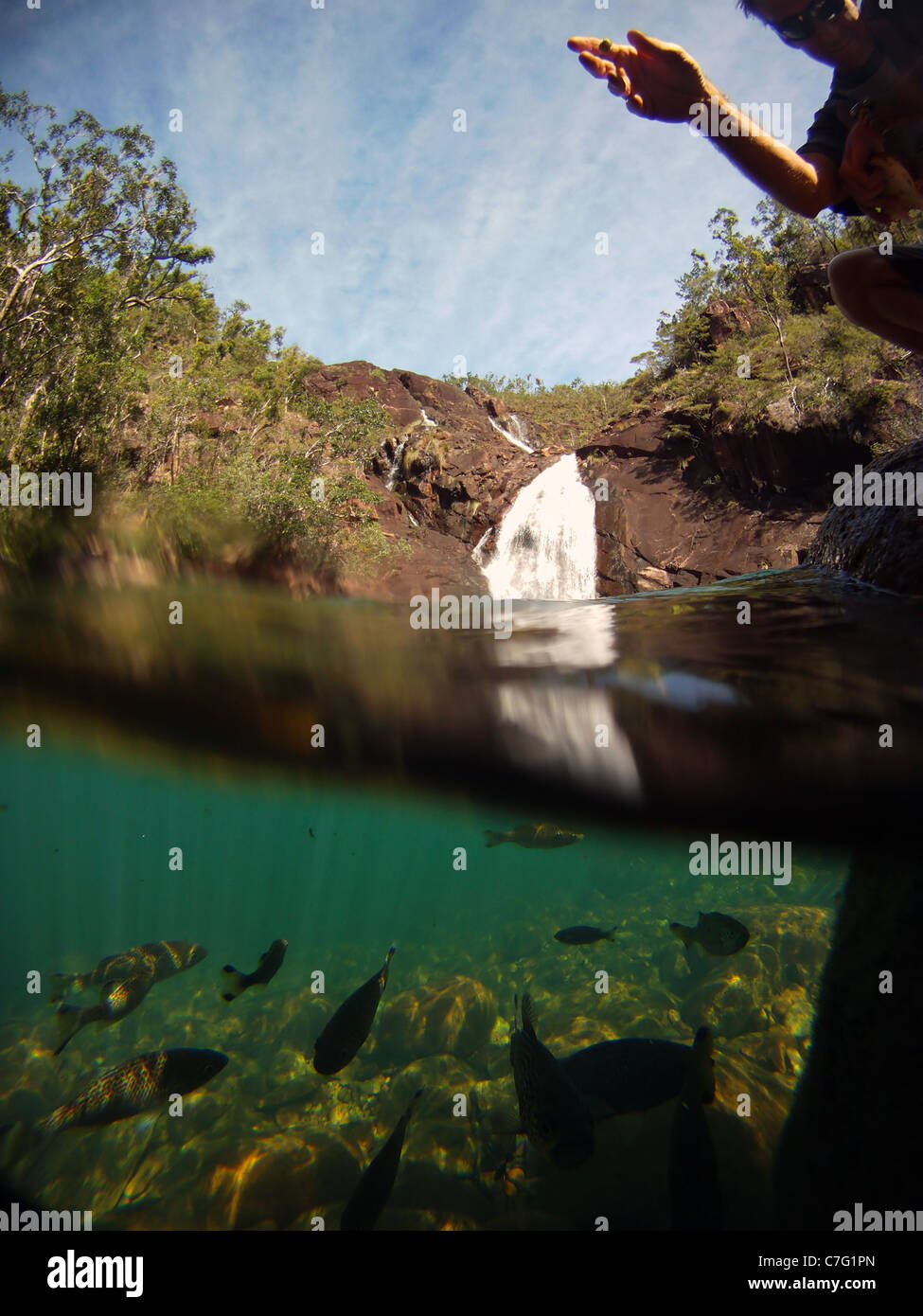 Fütterung der Fische an Zoe fällt, Hinchinbrook Island Nationalpark, Queensland, Australien. Kein Herr Stockfoto