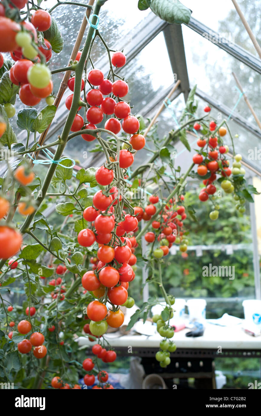 Im Gewächshaus wachsen Strauchtomaten Stockfoto