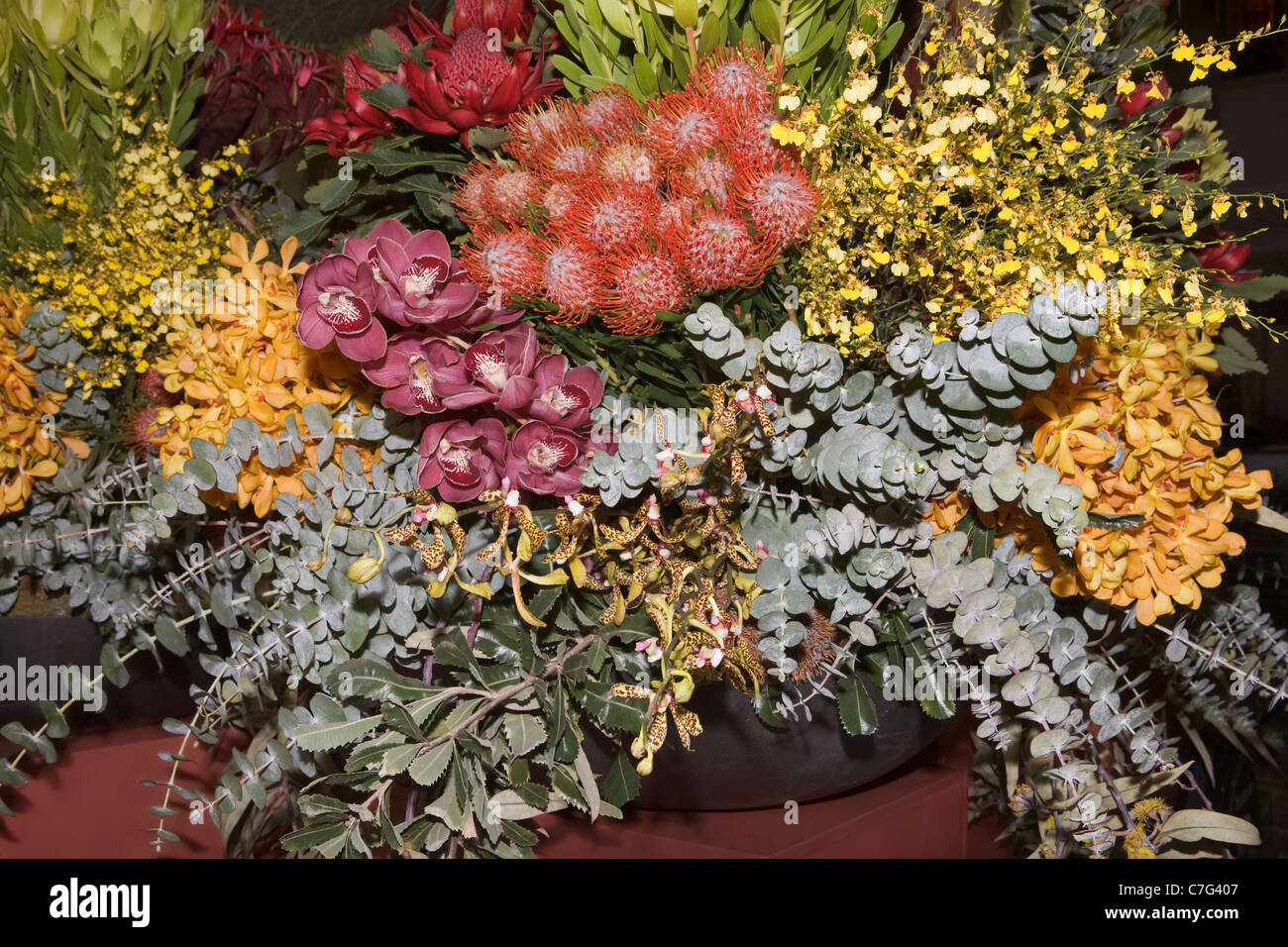 Australische Wildblumen-detail Stockfoto