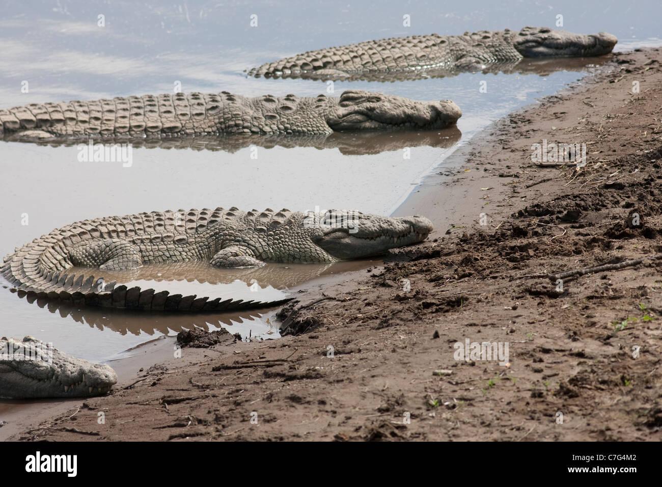 Krokodile in der Masai Mara National Reserve Kenia Afrika. Foto: Jeff Gilbert Stockfoto