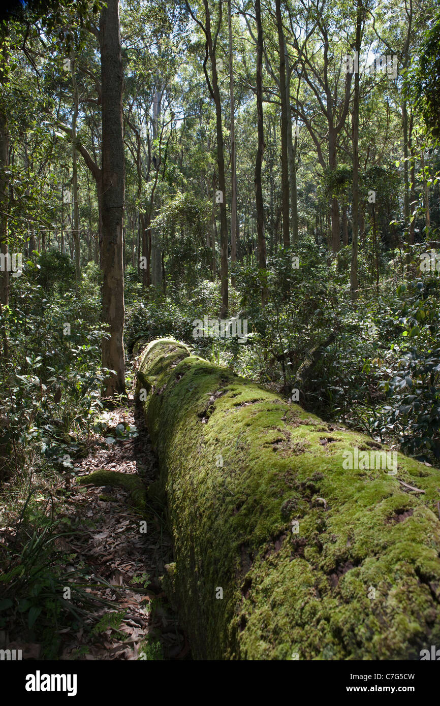 Australischen Busch Szene, Newcastle, Australien Stockfoto