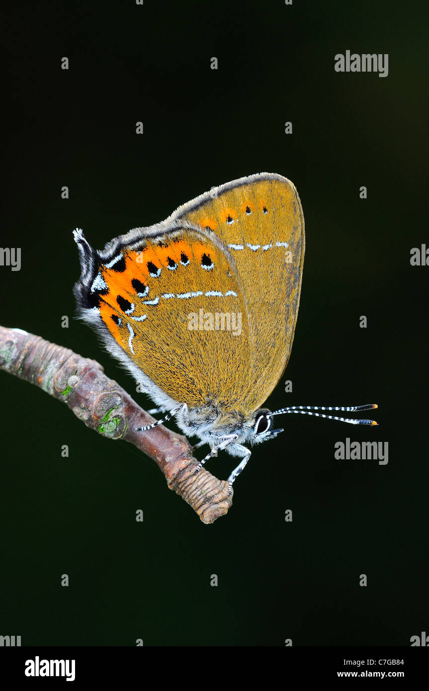 Schwarz Zipfelfalter Schmetterling (Satyrium Pruni) Erwachsenen im Ruhezustand auf Zweig, UK Stockfoto