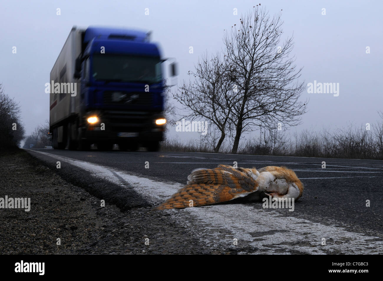 Schleiereule (Tyto Alba) liegen tot am Straßenrand, Bulgarien Stockfoto