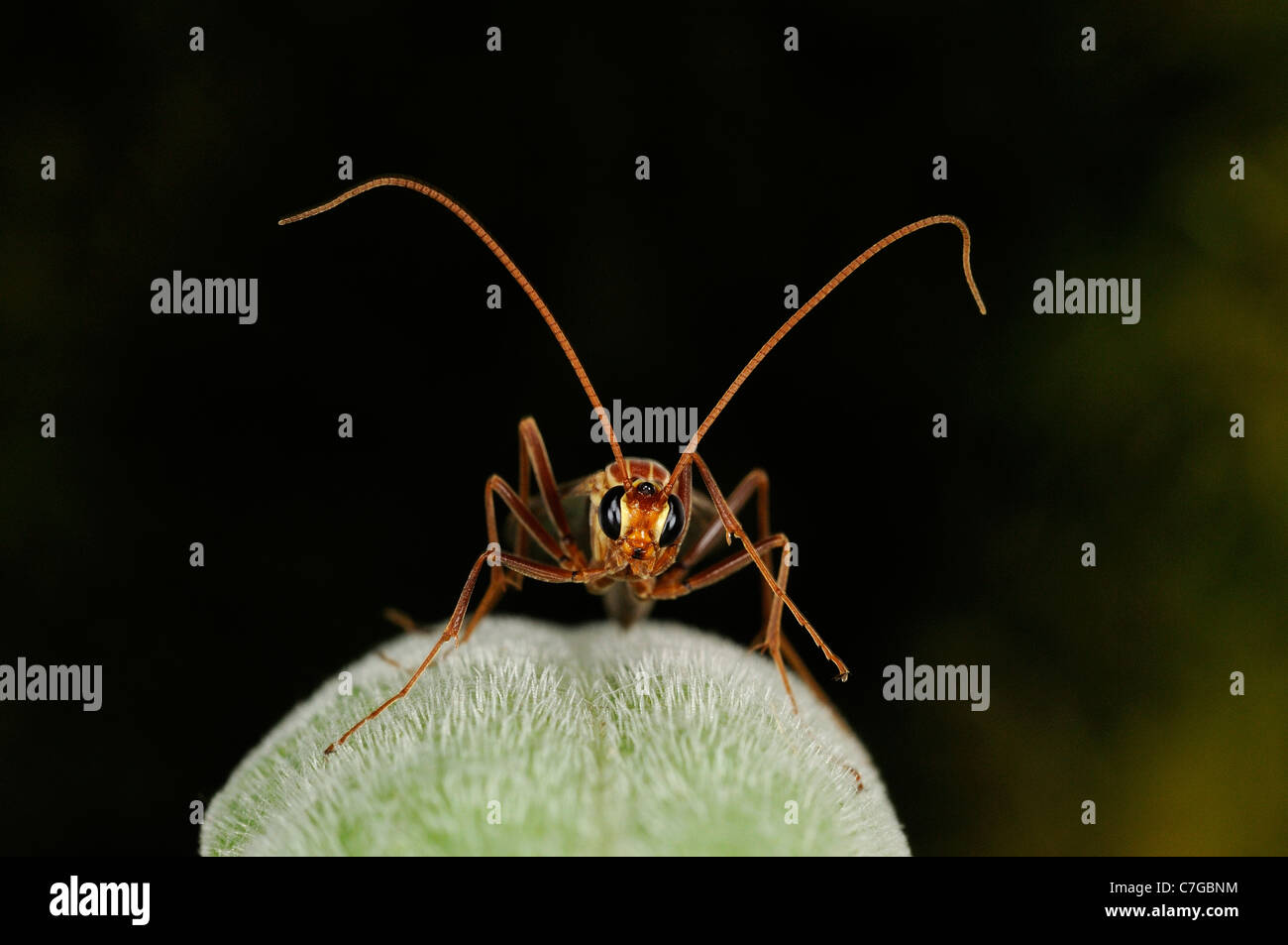 Ichneumon Fly (Ichneumonidae) ruht auf Blatt, Oxfordshire, Vereinigtes Königreich Stockfoto