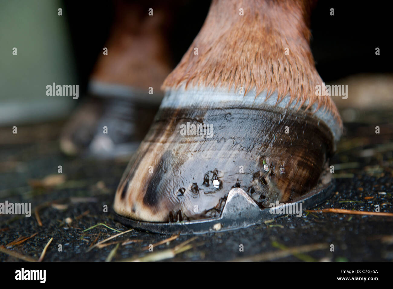 Pferdehufen Stockfoto